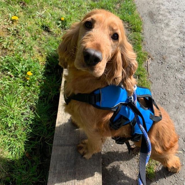 Trixie — Cocker Spaniel