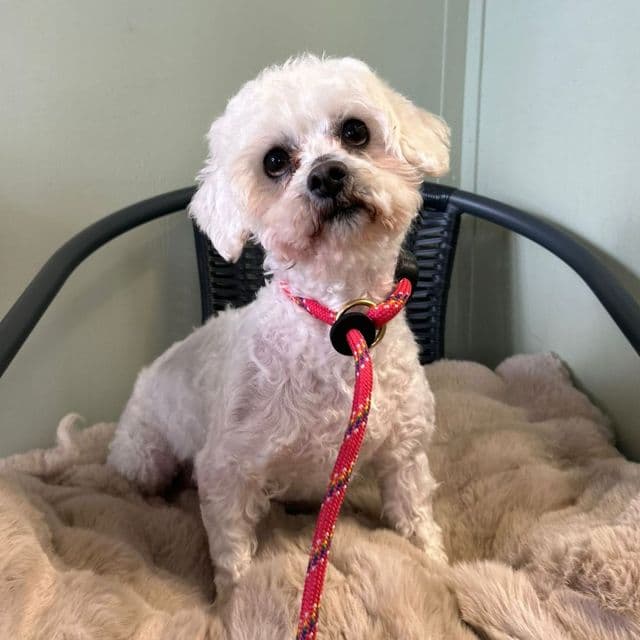 Rooktail — Maltichon