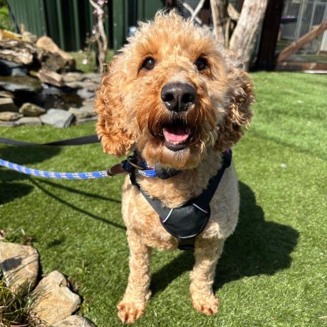Bella — Cockapoo