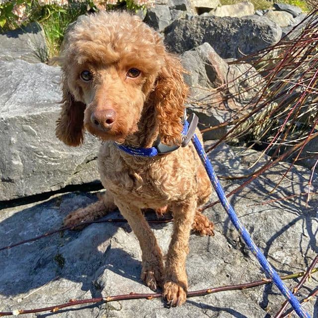Pedro — Miniature Poodle