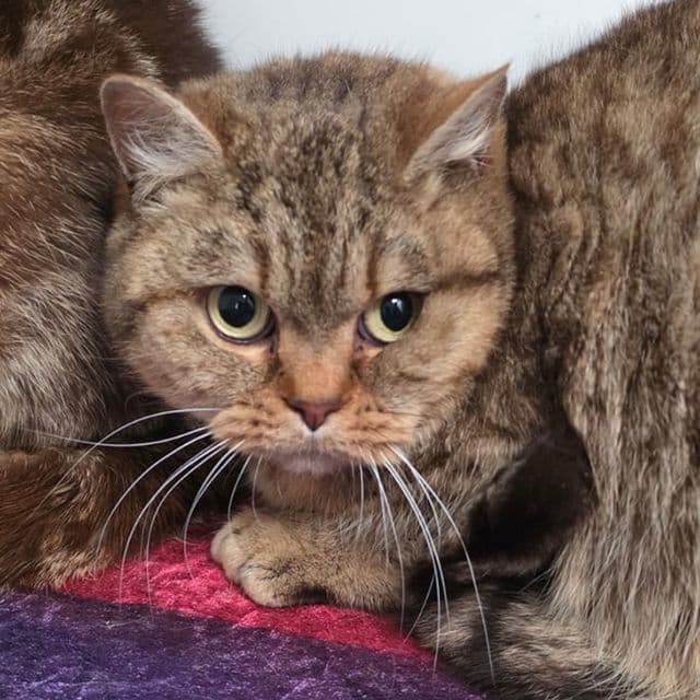 Tigger — British Shorthair