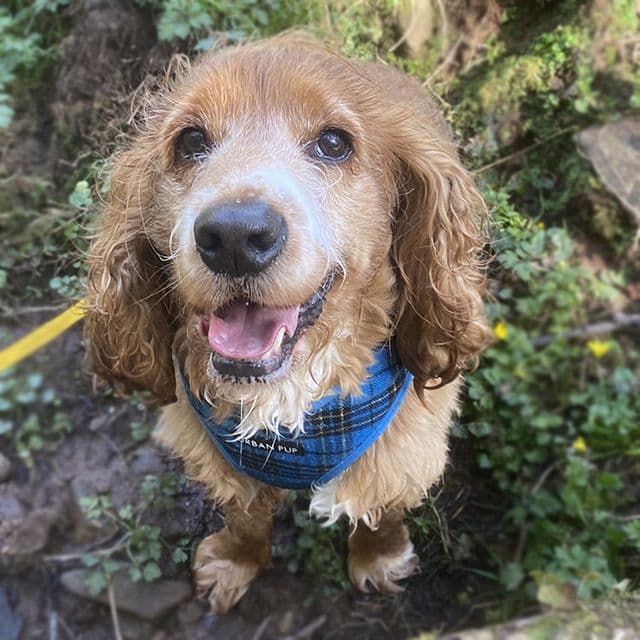 Toby — Cocker Spaniel