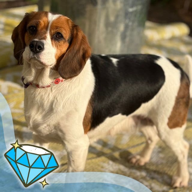 Topps — Beagle X Cavalier King Charles Spaniel