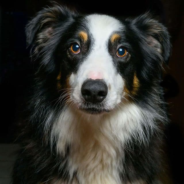 Toucan — Border Collie