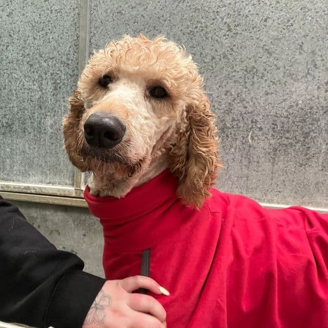 Aran — Standard Poodle