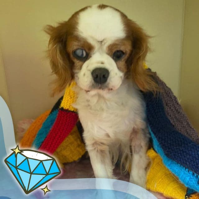 Zinc — Cavalier King Charles Spaniel