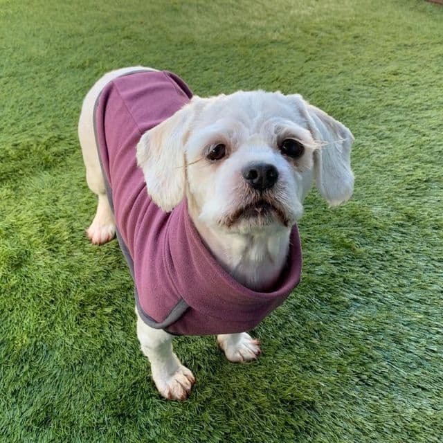 Tinkerbell — Maltese X Shih Tzu