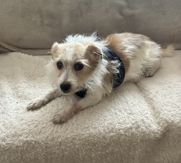 Adorable Archie – everyone’s friend! — Unknown