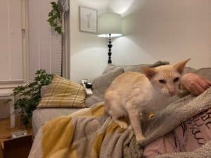 Ruby, Ruby, Ruby photo 4